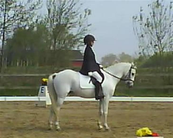 Welsh Pony af Cob-type (sec C) Little Ghost *x-part* <3 - Dressur på Falken, første-plads xD Han var super sød! :D <33 billede 4