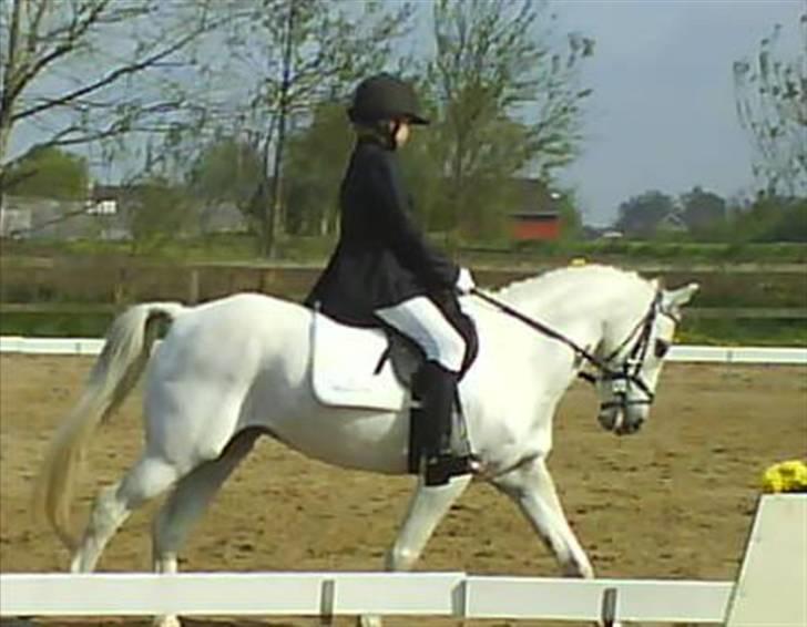 Welsh Pony af Cob-type (sec C) Little Ghost *x-part* <3 - Dressur igen på Falken, han var bare så god! <3 billede 5