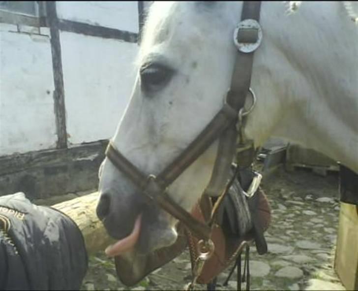 Welsh Pony af Cob-type (sec C) Little Ghost *x-part* <3 - Har lige fået BANAN!!! Mmmm....! lækkert :P (Se tungen :D) billede 6