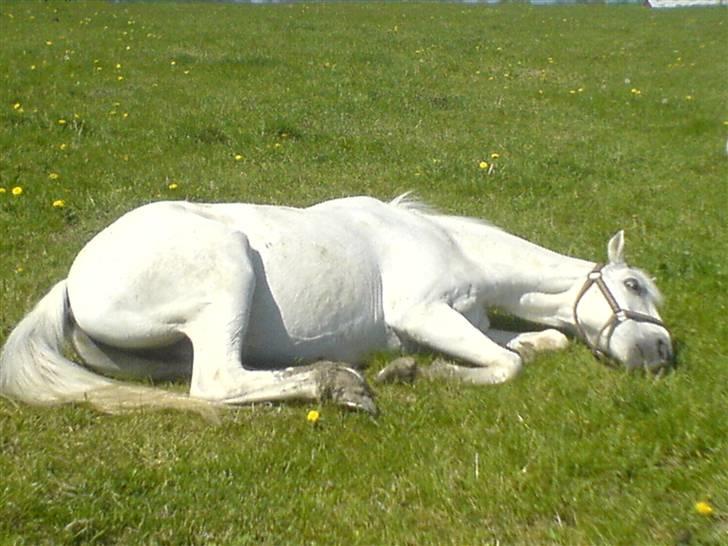 Welsh Pony af Cob-type (sec C) Little Ghost *x-part* <3 - Slapper på en varm sommerdag xD DEJLIGT! <33 billede 7