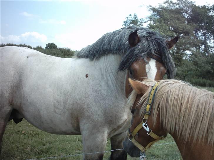 Anden særlig race Blis *Sov godt min pige* - uhh Kristian er godt nok stor billede 11
