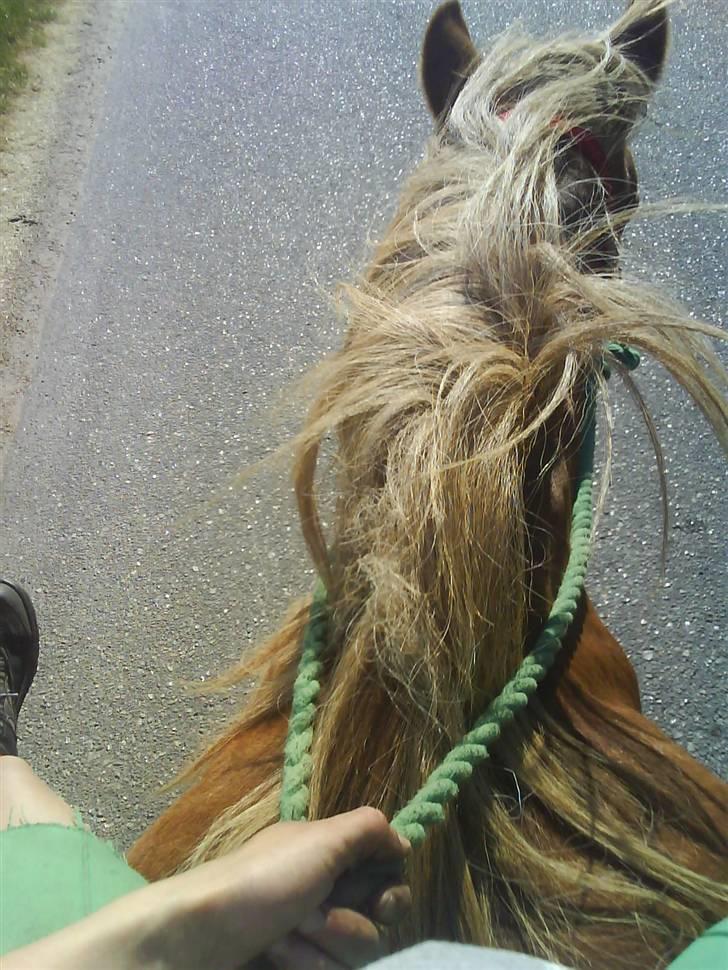 Anden særlig race Blis *Sov godt min pige* - rider lige op til stalden i grime billede 12