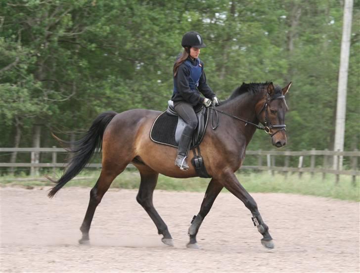 Dansk Varmblod Caezar - Stjernehesten, han er bare blevet så go! :D <3 11. juni 2008, foto: Linette. billede 18