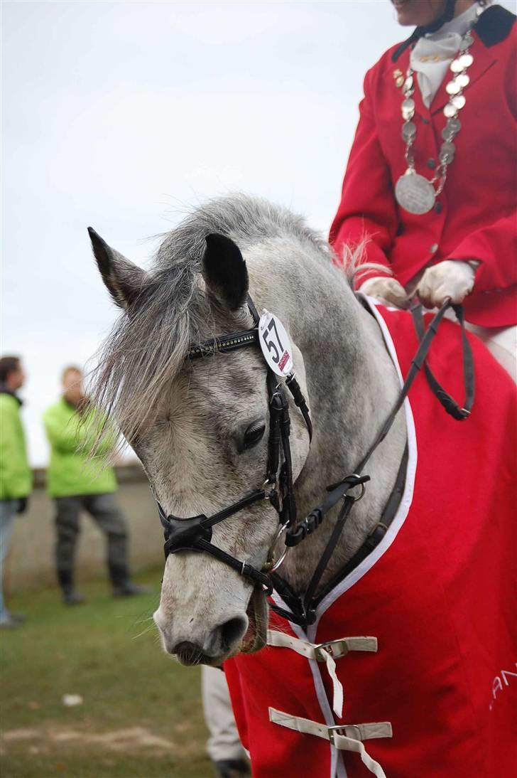 DSP Amadeus - .VINDER AF HUBERTUSJAGTEN I DYRHAVEN 08! foto: Freja (med Casia). billede 15