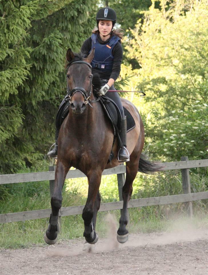 Dansk Varmblod Caezar - Vi flyver :D griner udtryk vi har xD 26. juni 2008, foto: Linette. billede 19