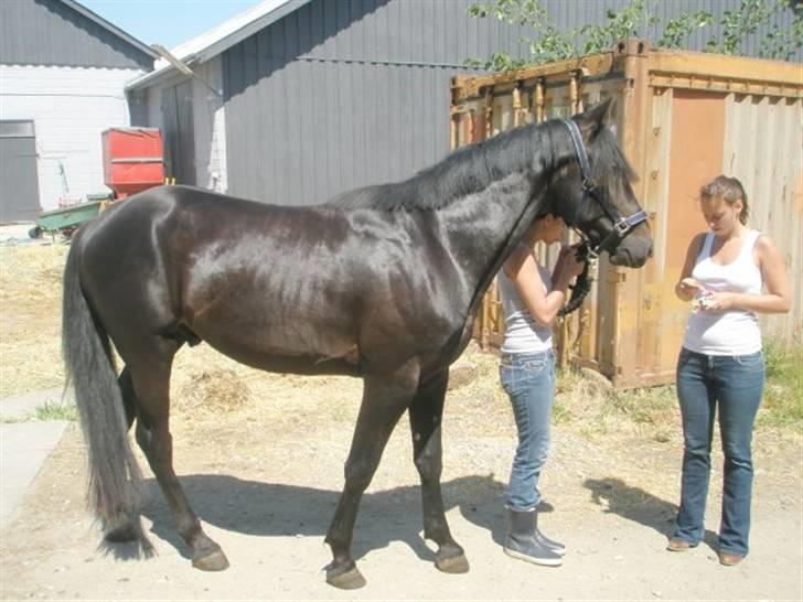 Anden særlig race Tjalfe billede 7