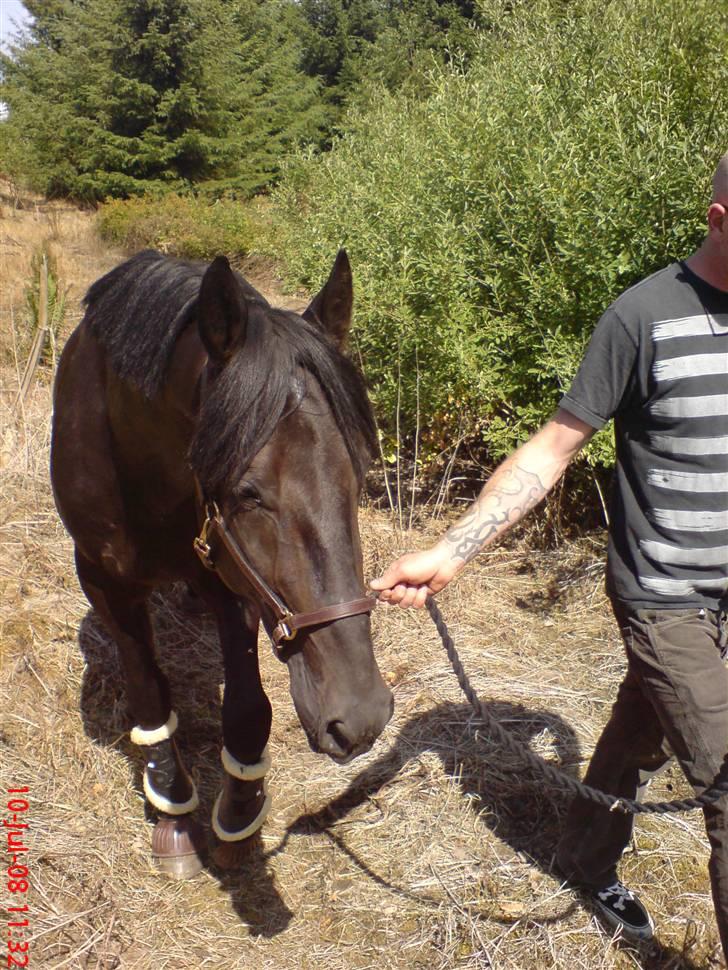 Anden særlig race Tjalfe billede 8