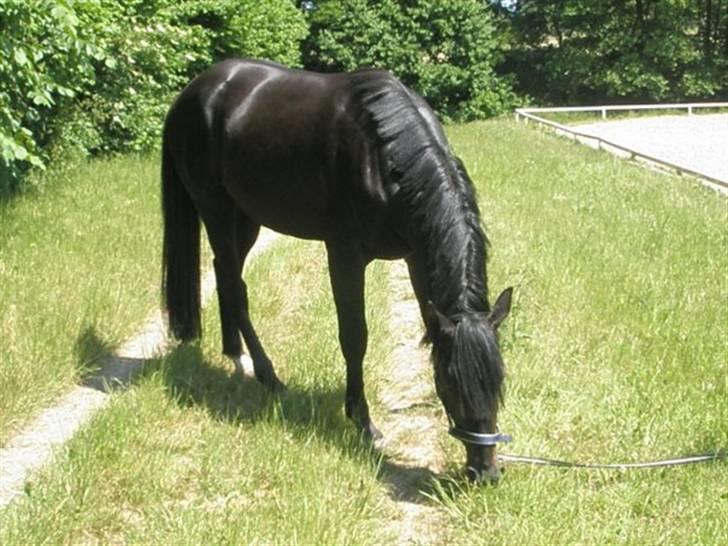 Anden særlig race Tjalfe billede 9