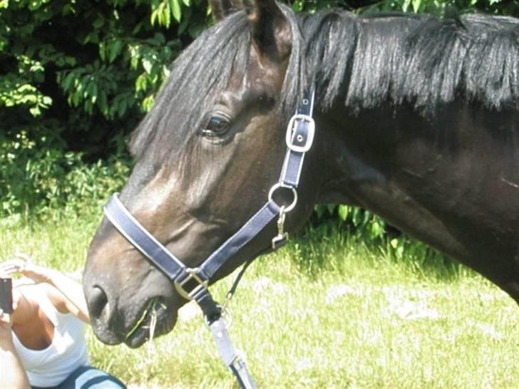 Anden særlig race Tjalfe billede 10