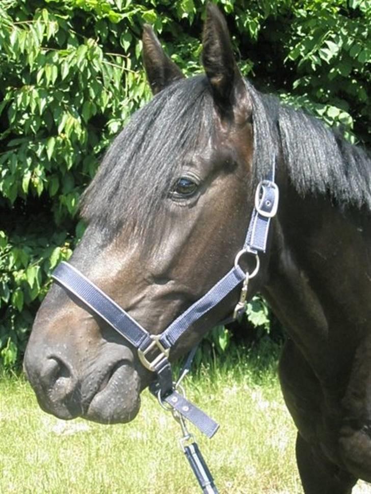 Anden særlig race Tjalfe billede 11