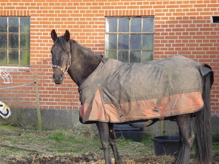 Anden særlig race Bianca *SOLGT* - Bianca på marken forår 2008 billede 3