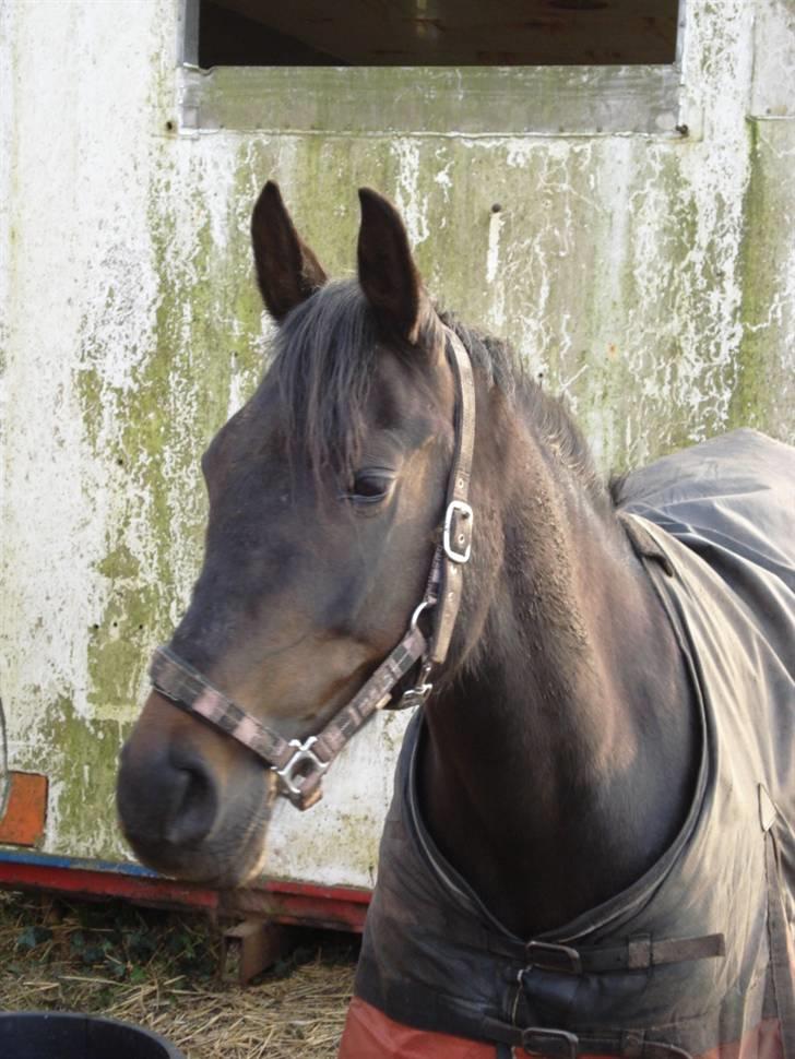 Anden særlig race Bianca *SOLGT* - Med dejligt mudder - lige som vi elsker det !!! billede 4