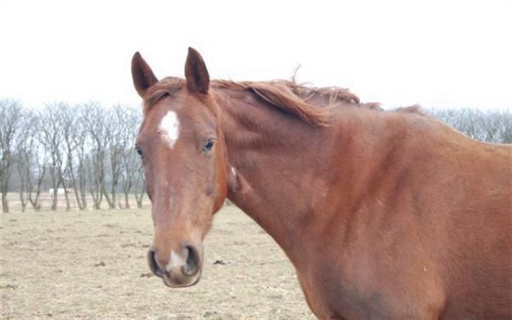 Dansk Varmblod Bøgeskov Romance *SOLGT* billede 1