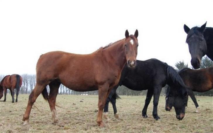 Dansk Varmblod Bøgeskov Romance *SOLGT* billede 2