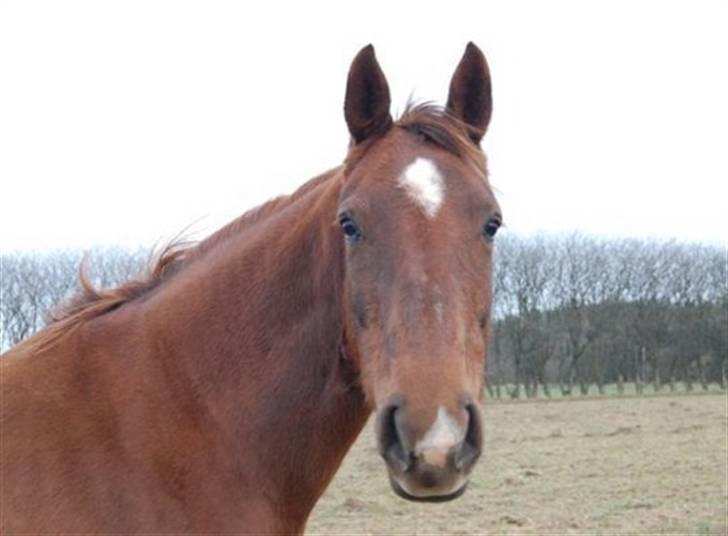Dansk Varmblod Bøgeskov Romance *SOLGT* billede 3