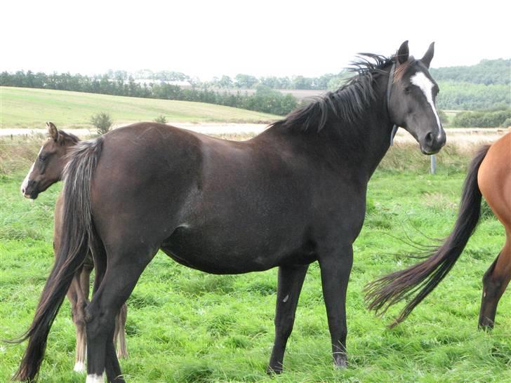 Dansk Varmblod Dolitta billede 3