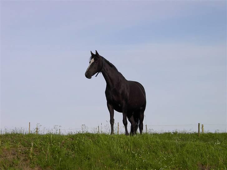 Dansk Varmblod Dolitta billede 10
