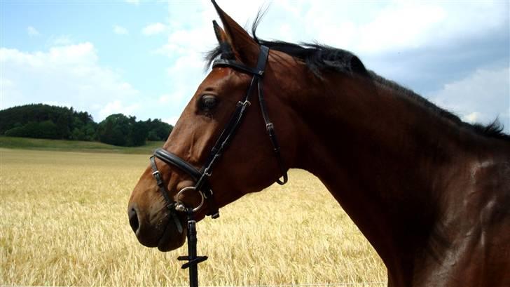 Dansk Varmblod Lucini    (SOLGT) billede 19