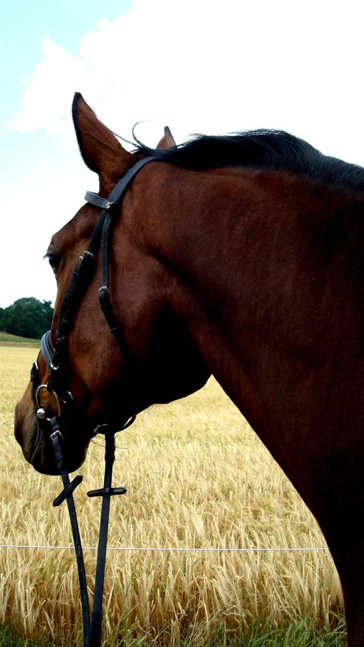 Dansk Varmblod Lucini    (SOLGT) billede 20