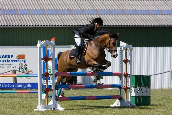 New Forest Kærgaardens Vivaldi solgt billede 14