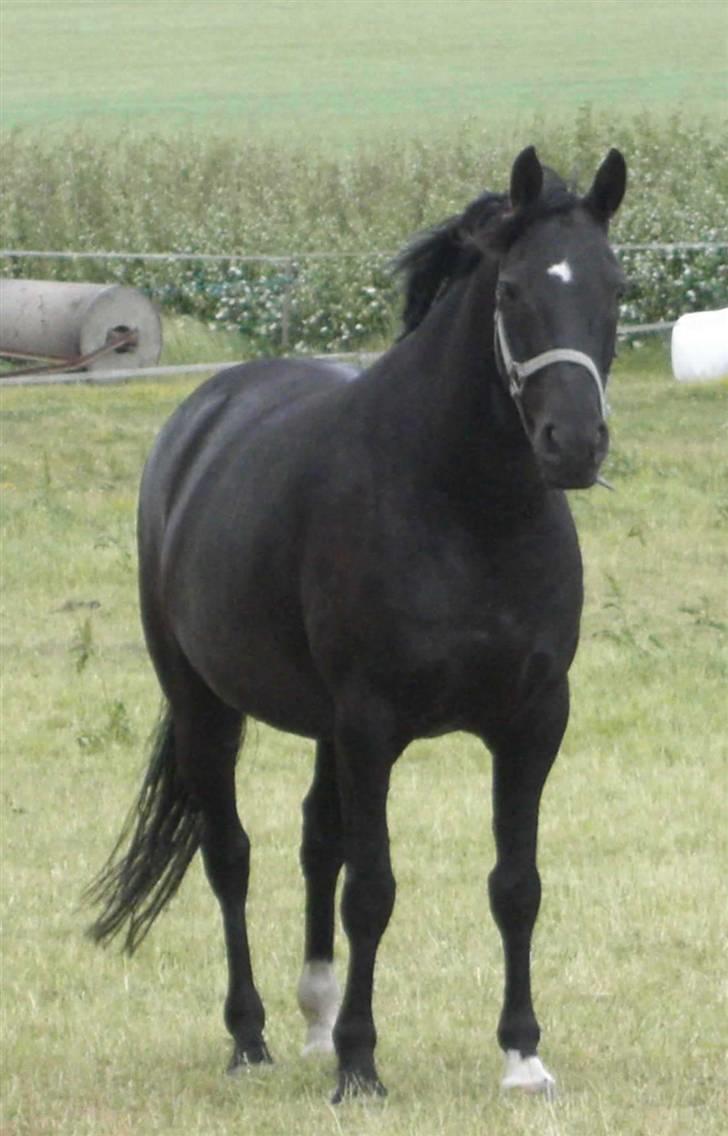 Anden særlig race Dansk varmblod - Zoya - sommer 08 billede 7