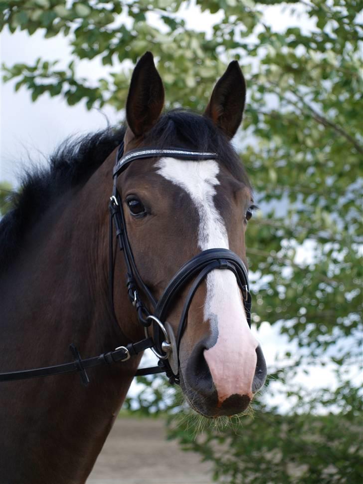 Holstener XXXCOUTURE  - jeg elsker dig. billede 2