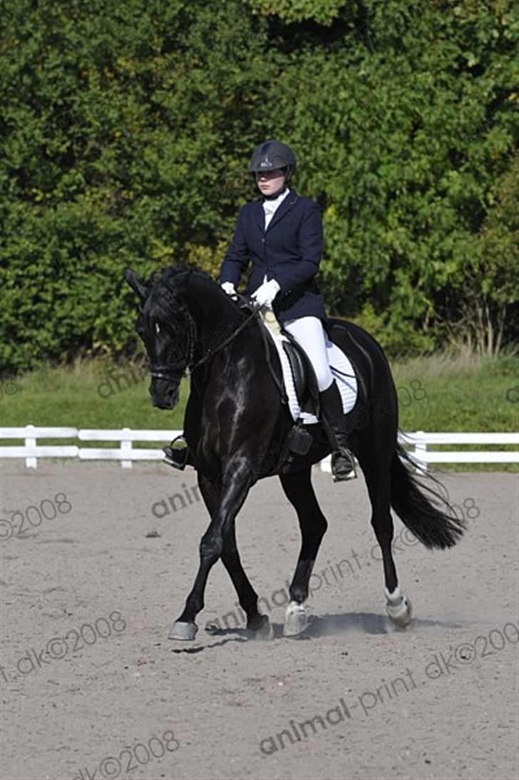 Trakehner Mireille - Solgt - Fra Holbækmesterskaberne 2008 billede 1