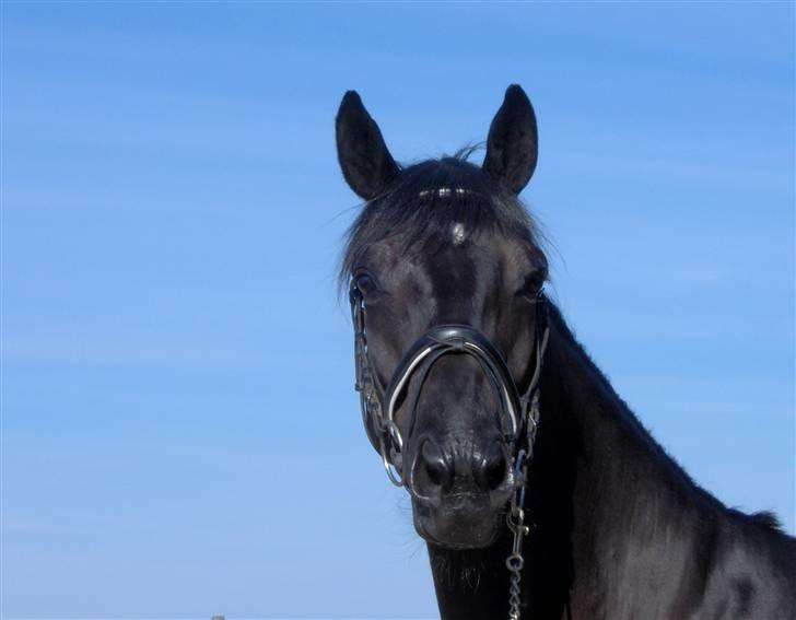 Trakehner Mireille - Solgt - Hun holder altid hovedet højt. billede 3