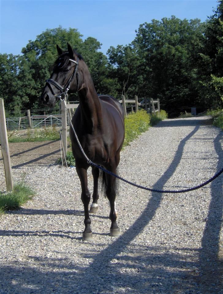 Trakehner Mireille - Solgt - Så står man lige og nyder udsigten ud over foldene i BRF billede 4