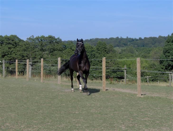 Trakehner Mireille - Solgt - I fri trav billede 5