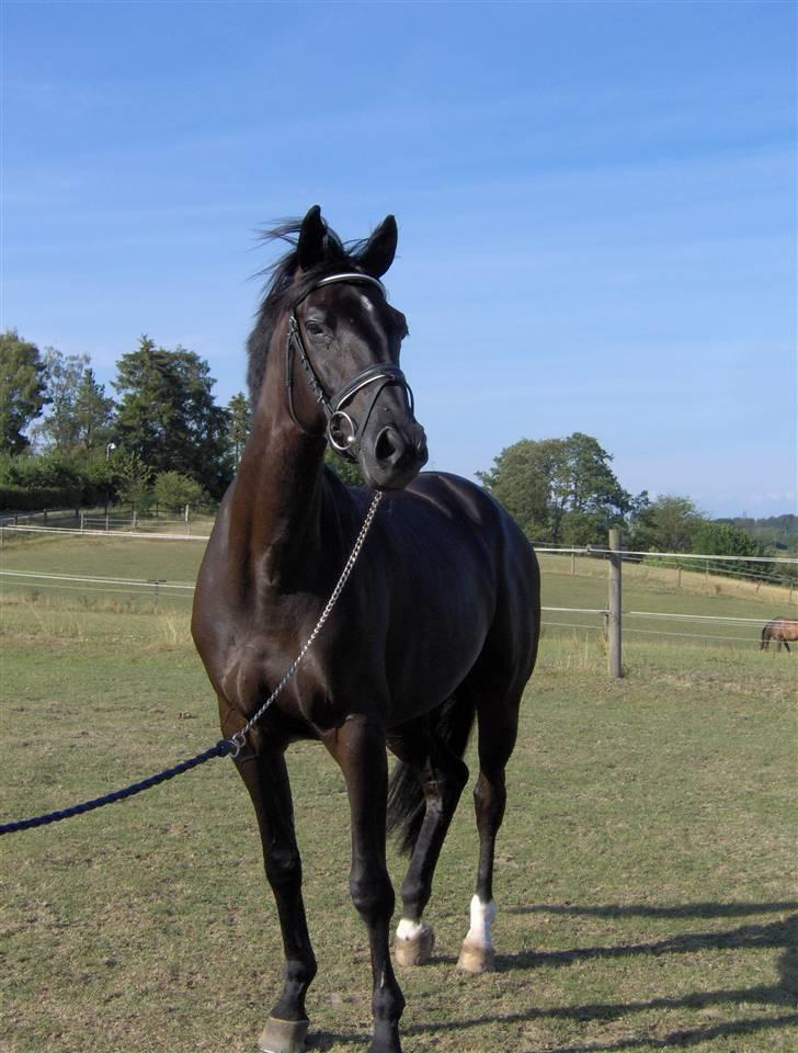 Trakehner Mireille - Solgt - Hun er altid en meget stolt hest billede 6