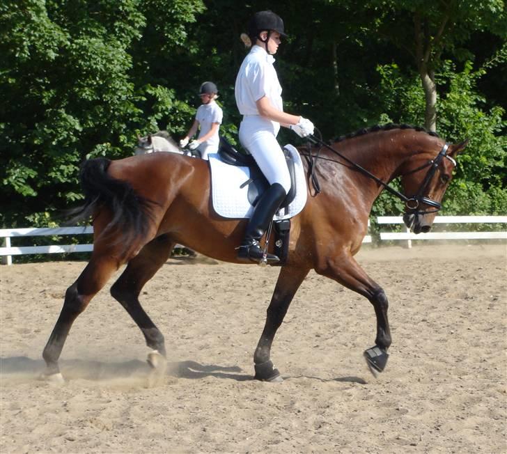 Dansk Varmblod Gørklindtgårds Flash [Tidliger hest] billede 17