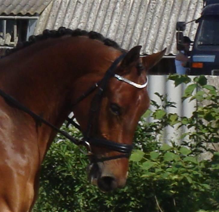 Dansk Varmblod Gørklindtgårds Flash [Tidliger hest] billede 18