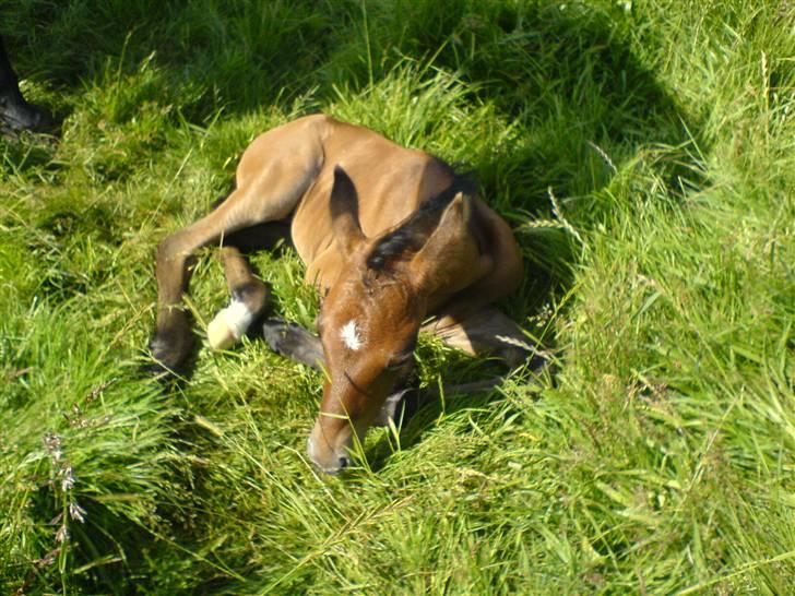 Holstener Qucelli Z R.I.P 24/4-2013 - det hårdt at være helt ny billede 20