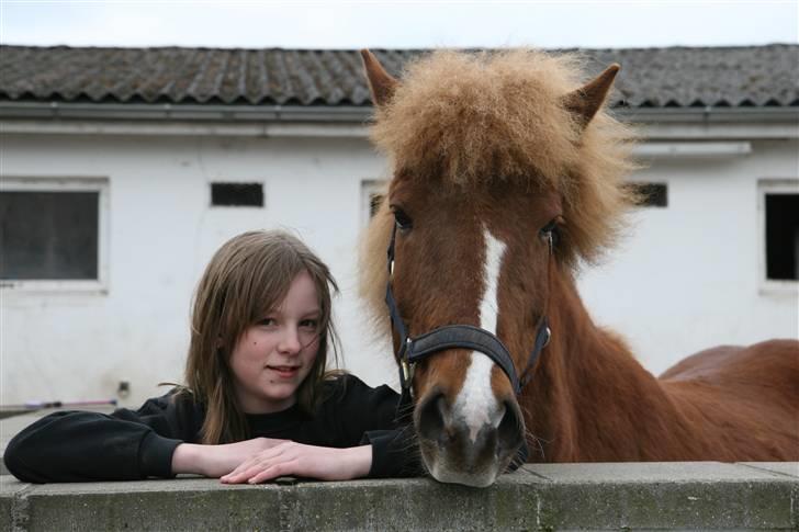 Islænder Hervör frá Rödli SOLGT  - foto: Christine Smit billede 2