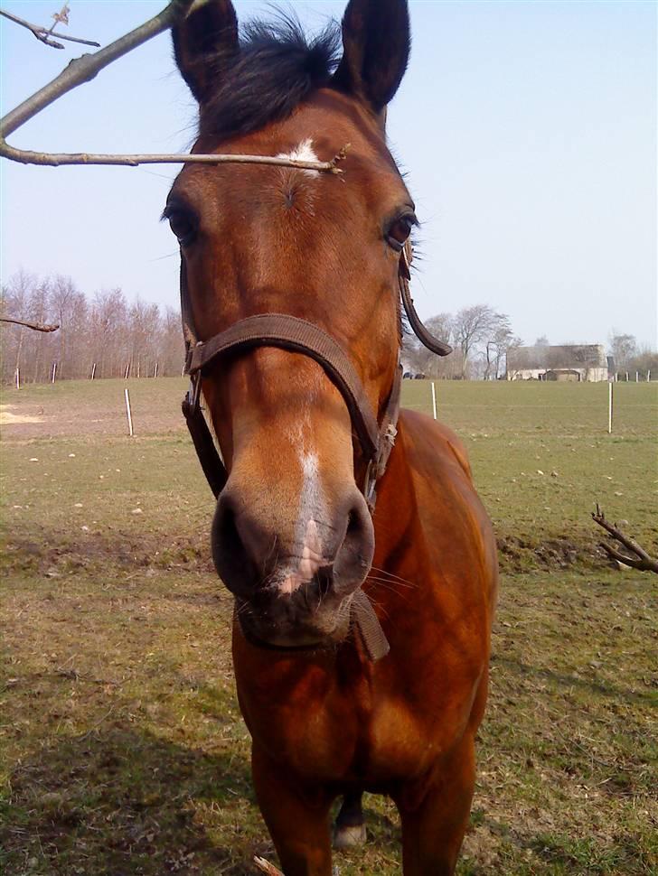 Welsh Pony af Cob-type (sec C) Victoria Madly - solgt . - smukke liiiiiiiille <3 ELSKER DIG <3 billede 9