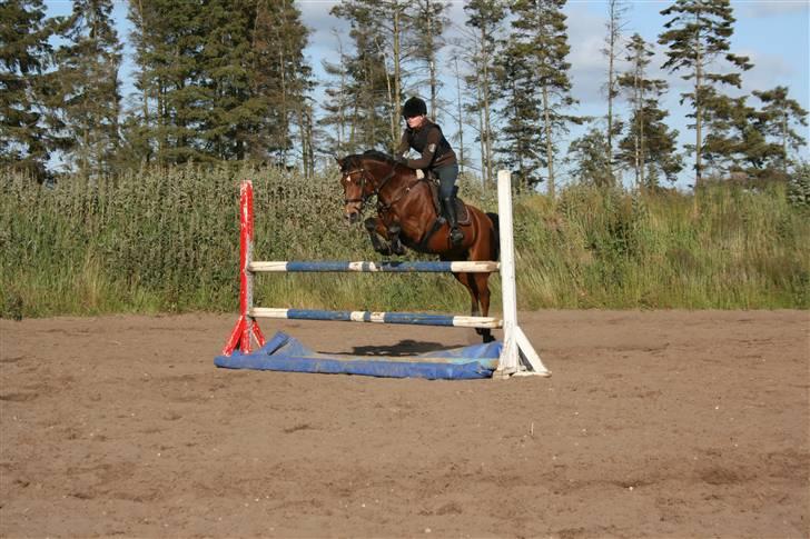 Welsh Pony af Cob-type (sec C) Victoria Madly - solgt . - undervisning juni 2009 <3 billede 13