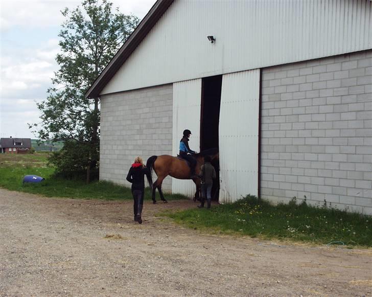 Dansk Varmblod Choies <3 - På vej ind i ridehallen xD billede 4