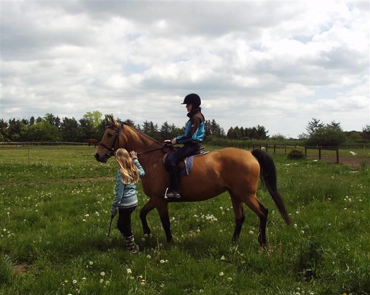 Dansk Varmblod Choies <3 billede 5