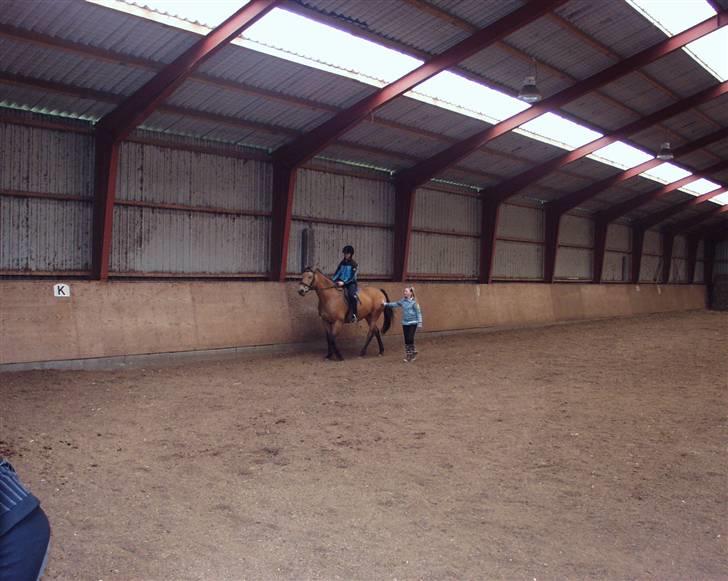 Dansk Varmblod Choies <3 billede 6