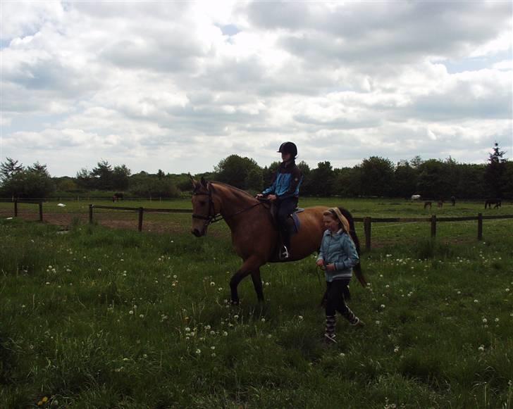 Dansk Varmblod Choies <3 billede 7