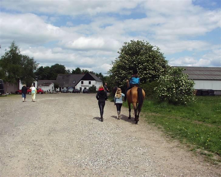 Dansk Varmblod Choies <3 billede 8