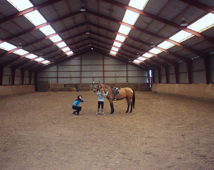 Dansk Varmblod Choies <3 billede 9