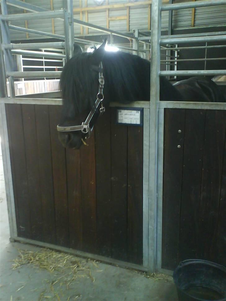 Fell pony Falco  (Gamle part) - Falco i boksen :] billede 8