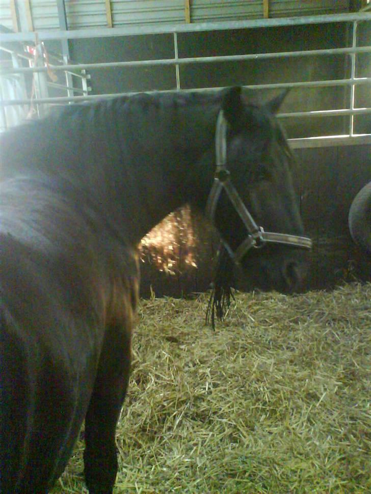 Fell pony Falco  (Gamle part) billede 9