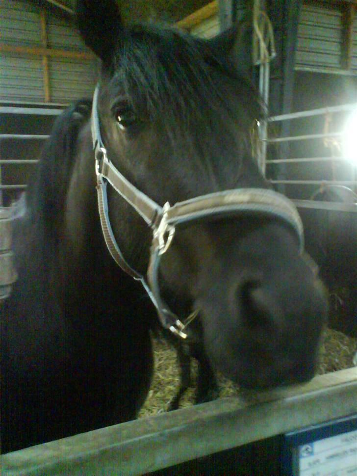 Fell pony Falco  (Gamle part) billede 10