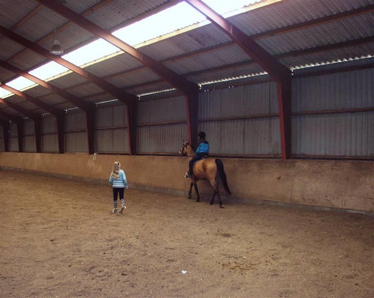 Dansk Varmblod Choies <3 billede 10