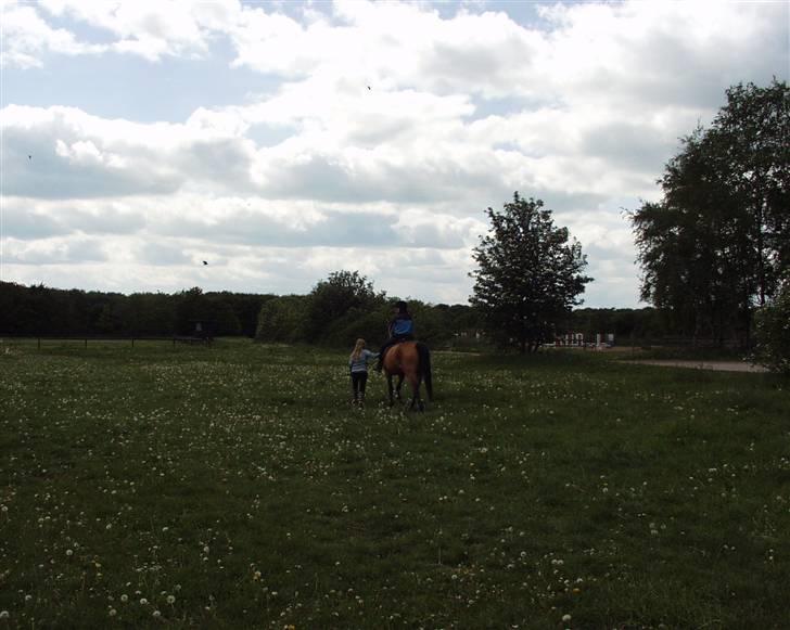 Dansk Varmblod Choies <3 billede 11