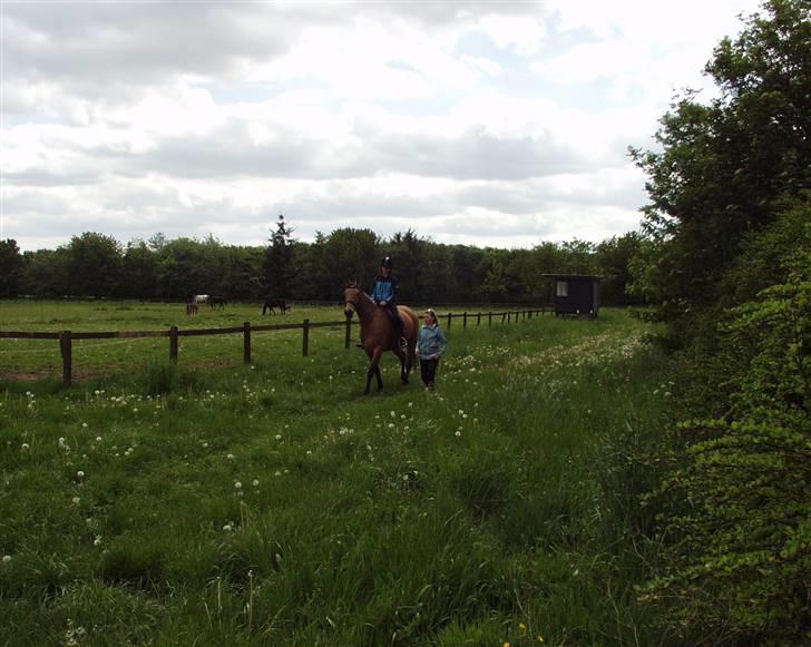 Dansk Varmblod Choies <3 billede 12