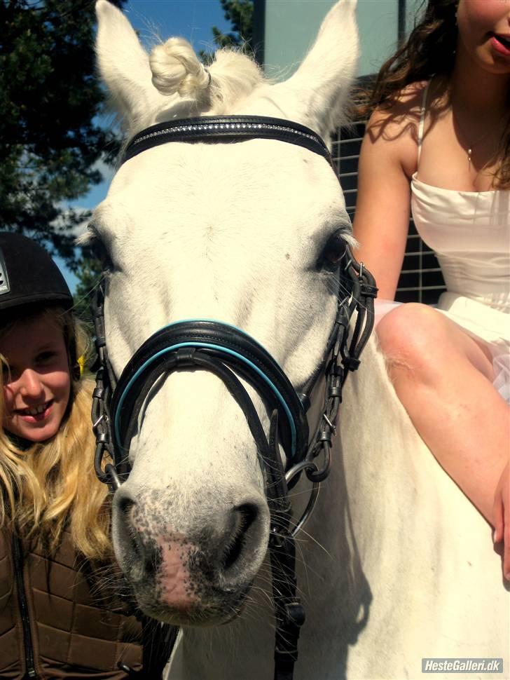 Connemara Banks Captain  - Cappy til min konfirmation! tak til søde dejlige Cille (med Mondi), for at gå hele vejen til kirken, for mig. det er Cille der har taget de smukke billeder <3 billede 9